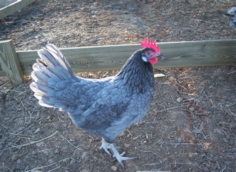 Image result for Incomplete Dominance Examples Dog