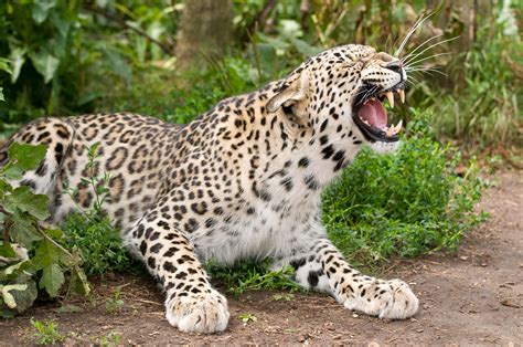 Nome Científico e Classificações Inferiores do Leopardo – Mundo Ecologia