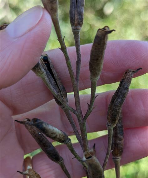 How Long To Freeze Larkspur Seeds