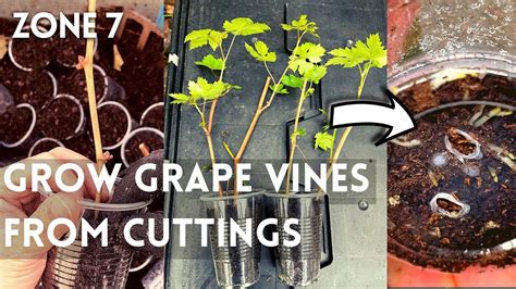 How to Propagate Grape vines from Cuttings Fast and Easy. Grow Grapes ...