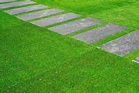Mexican grass seeds |100% Germination Pack of 1000 + Seeds : Amazon.in ...