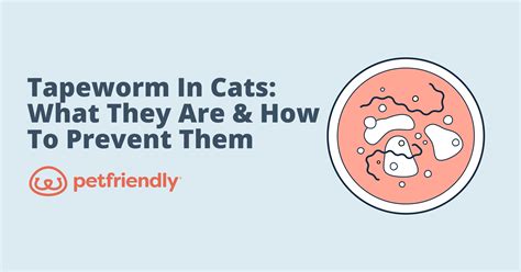 Tapeworm in Cats: What They Are and How to Prevent Them