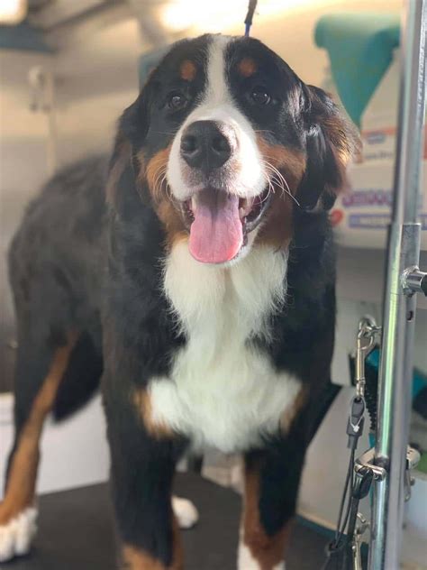 Dog Grooming Gallery Indiana | Smoochie Pooch Gallery