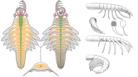 Sea moth: 500 million-year-old three-eyed predator fossil unearthed