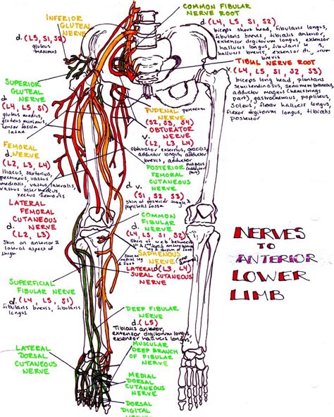 Lower Extremity Peripheral Nerve Map Peripheral nerve distribution of ...