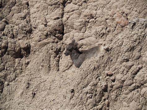 Animal Camo: Can You Find the Animals Hiding Out in These Images ...