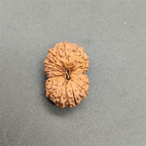 16 Mukhi Java Rudraksha 23.40mm Super Collector Bead for Victory, Prot ...
