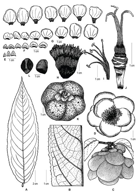 Botany 的图像结果