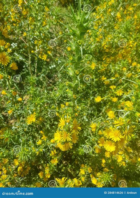 Beauty and Magic of Spanish Oyster Thistle in All Its Glory Stock Photo ...