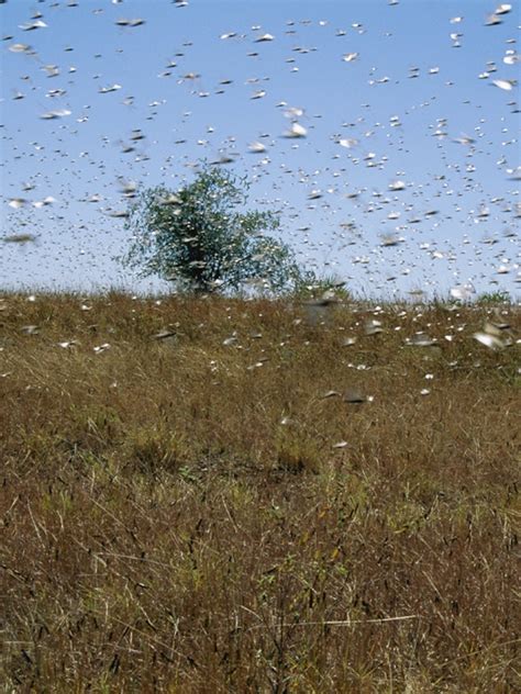 Grassland Biome Animals List