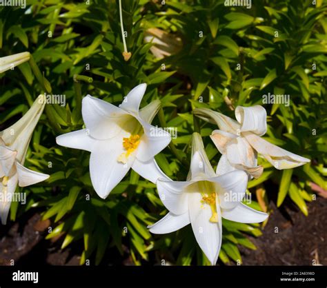 Genus Of Lily