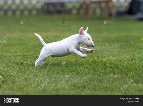 How Much Are Miniature Bull Terrier Puppies