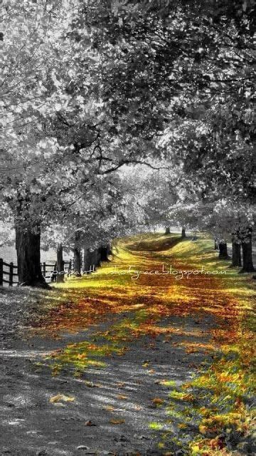 Image result for Color Splash Photography