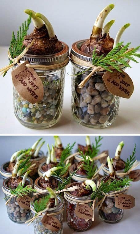 diy christmas plant gifts