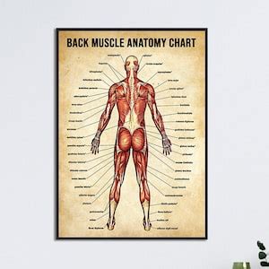 Image result for Back Muscle Chart