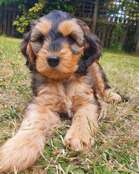 Image result for Gray Cockapoo