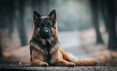 5 German Shepherd Traits – Embrace These Traits or Don’t Get a German ...