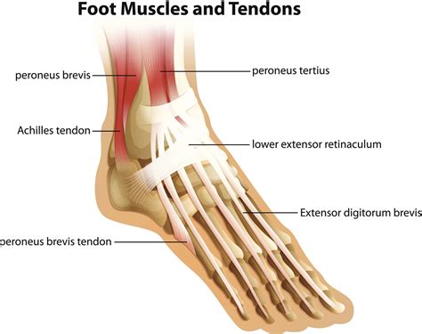 Discover the Importance of Ligaments & Tendons in the Foot