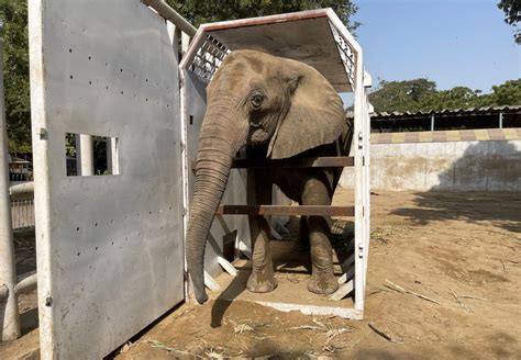Rescue Elephant Madhubala - FOUR PAWS International - Animal Welfare ...