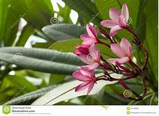 fiore frangipane fiore frangipane o albero rosa di plumeria fotografia fiore frangipane fiore frangipane o albero rosa di plumeria fotografia