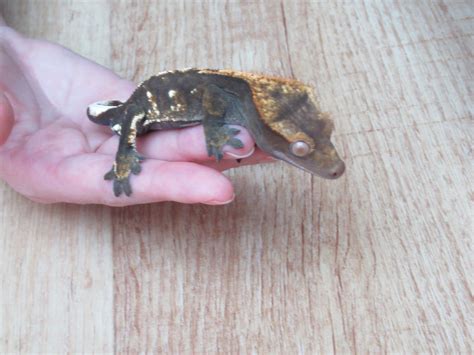 Crested Gecko Morph / Trait Guide - Crested Geckos - MorphMarket ...