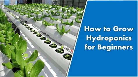 Basic Hydroponics for Beginners 的图像结果