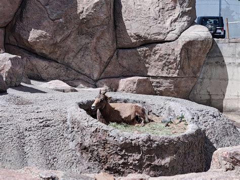 Denver Zoo: Information, Tickets and Reviews