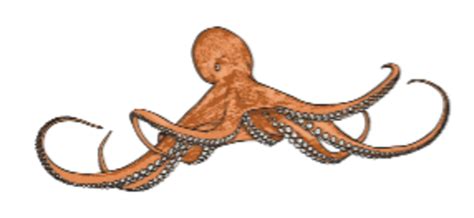 What is an Octopus? – Octopus Facts for Kids – Twinkl Wiki