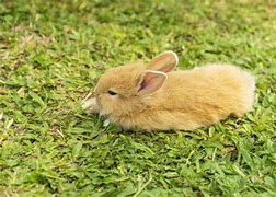 Image result for Baby Brown Rabbit