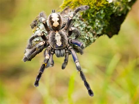 Can a Tarantula Bite Kill You? - A-Z Animals