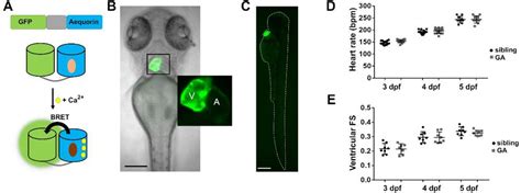 Image result for Zebrafish Embryo Development Heart