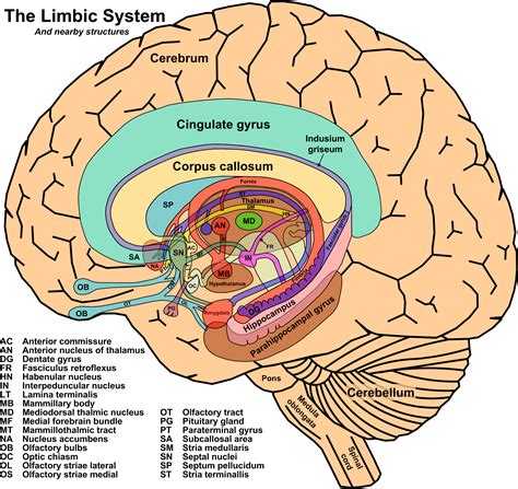 The limbic system is not just one part of the brain but contains many different parts of the ...