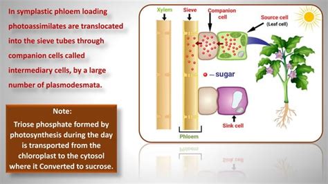 Phloem Loading a Level 的图像结果