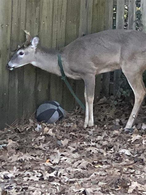 Georgia DNR warns residents not to keep deer as pets. | Macon Telegraph