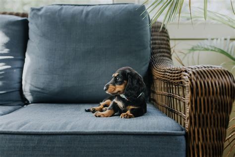 Miniature Dachshund Lifespan: How Long Do They Live?