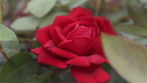 Roses - Shrub Roses, Floribundas, Hybrid Teas