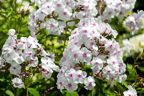 How To Grow Garden Phlox at James Kettler blog
