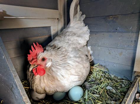 The American Bresse Chicken: A Comprehensive Guide to Raising the Queen ...