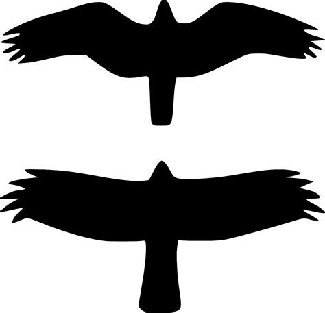 SVG > kiwi flightless new zealand - Free SVG Image & Icon. | SVG Silh