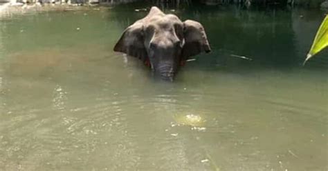 Pregnant elephant dies in Kerala after eating pineapple filled with ...
