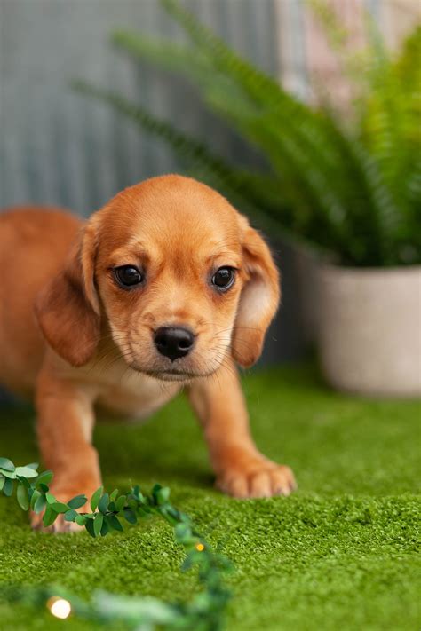 Gorgeous Pugaliers – Kellys Kennels