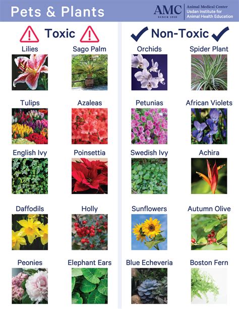 Non Poisonous Plants For Dogs And Cats at Walter Graves blog