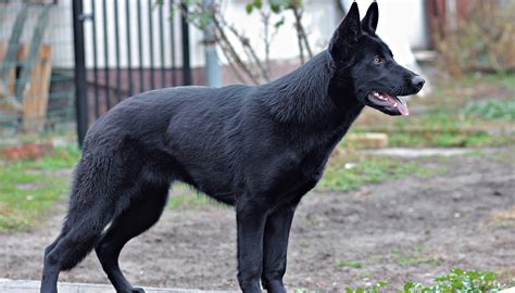 Black German Shepherd Dog Breed: Traits, Care & Myths Debunked