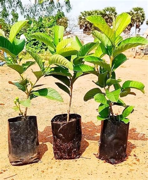 Fruit Plants Manufacturer, Supplier from Mumbai
