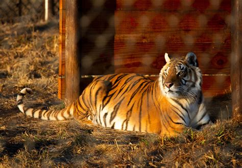Tigers in Care of FOUR PAWS - FOUR PAWS International - Animal Welfare ...