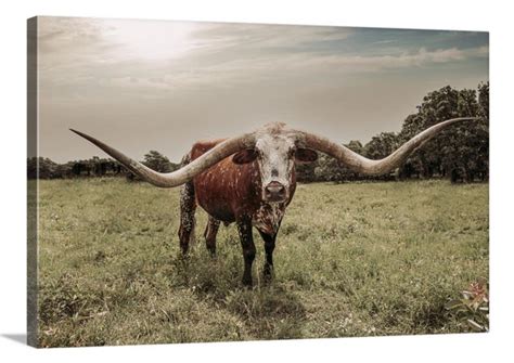 Longhorn art texas longhorn canvas for western decor wall etsy – Artofit