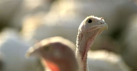 Hendrix Genetics opens turkey hatchery in the US