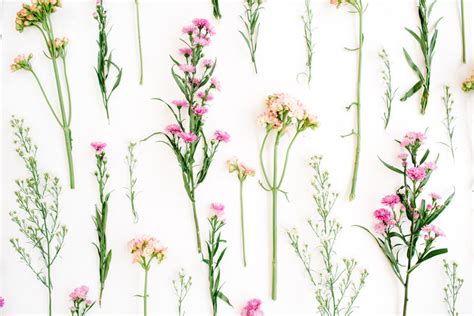 粉色和米色野花的花卉图案图片-粉色和米色野花的花卉图案素材-高清图片-摄影照片-寻图免费打包下载