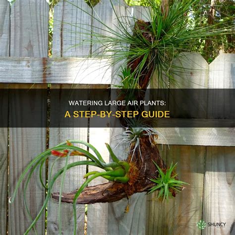 Watering Large Air Plants: A Step-By-Step Guide | ShunCy