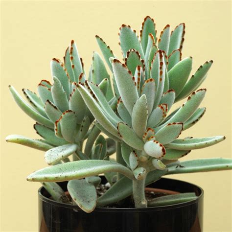 Best Succulent Indoor Plants at Dolores Bennett blog